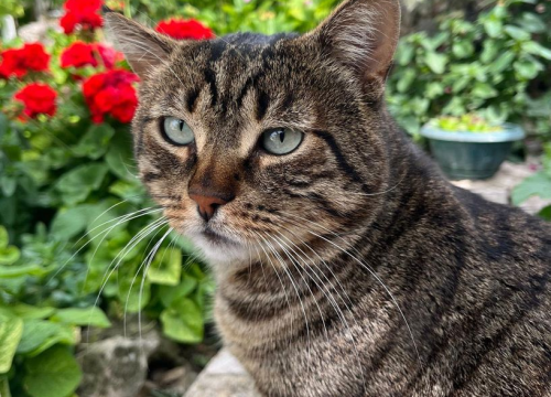 Fotografija 56 - Provjerite tko su naj ljubimci 2024. godine!