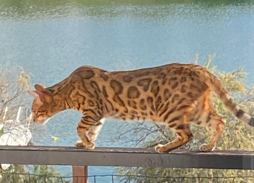 Fotografija 55 - Provjerite tko su naj ljubimci 2024. godine!