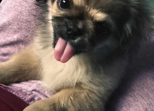 Fotografija 57 - Provjerite tko su naj ljubimci 2024. godine!