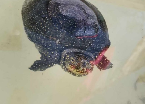 Fotografija 58 - Provjerite tko su naj ljubimci 2024. godine!