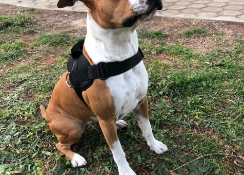 Fotografija 59 - Provjerite tko su naj ljubimci 2024. godine!