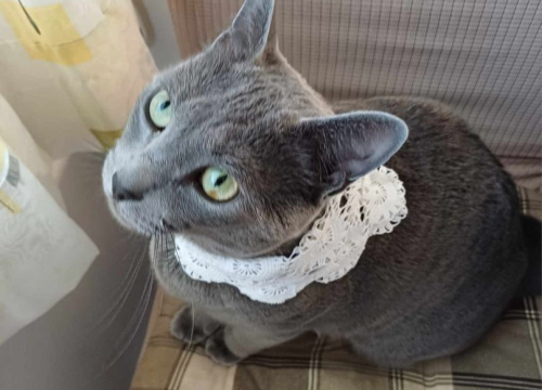 Fotografija 60 - Provjerite tko su naj ljubimci 2024. godine!