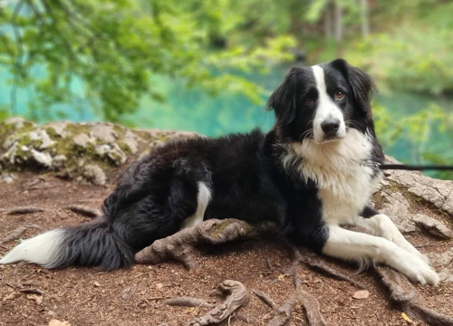 Fotografija 61 - Provjerite tko su naj ljubimci 2024. godine!