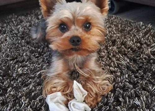 Fotografija 62 - Provjerite tko su naj ljubimci 2024. godine!