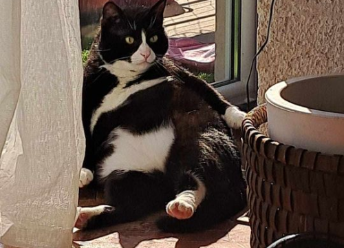 Fotografija 63 - Provjerite tko su naj ljubimci 2024. godine!