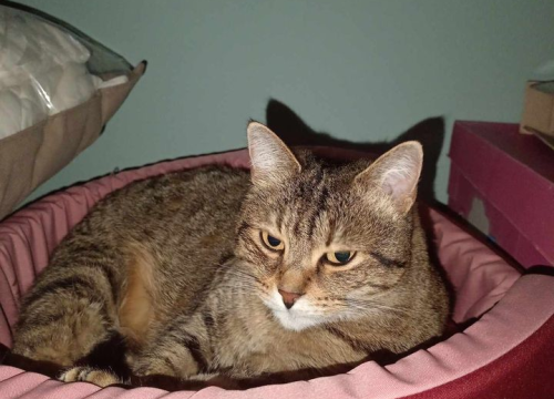 Fotografija 64 - Provjerite tko su naj ljubimci 2024. godine!