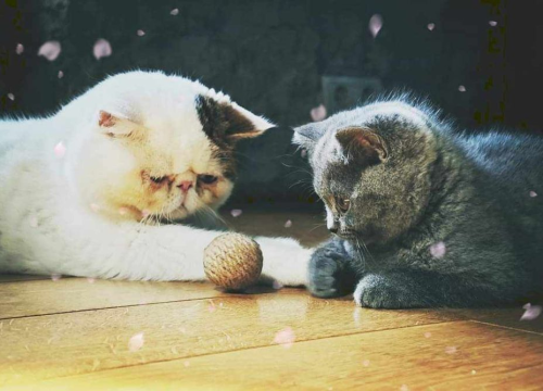 Fotografija 65 - Provjerite tko su naj ljubimci 2024. godine!