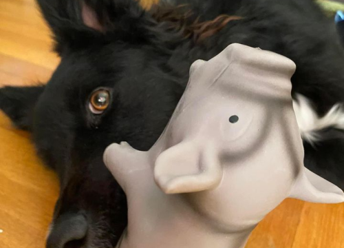 Fotografija 66 - Provjerite tko su naj ljubimci 2024. godine!