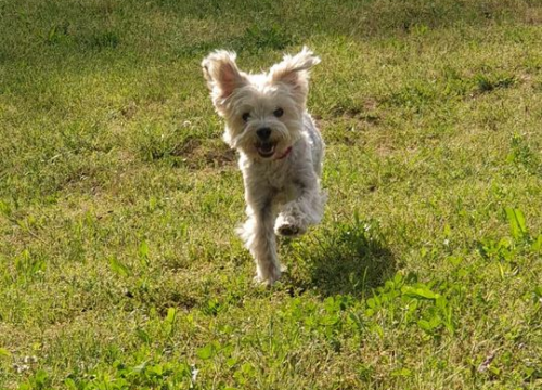 Fotografija 67 - Provjerite tko su naj ljubimci 2024. godine!