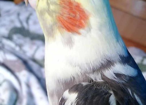 Fotografija 68 - Provjerite tko su naj ljubimci 2024. godine!