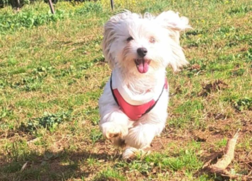 Fotografija 69 - Provjerite tko su naj ljubimci 2024. godine!