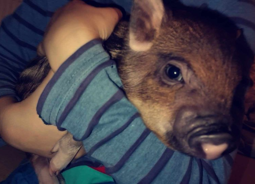 Fotografija 70 - Provjerite tko su naj ljubimci 2024. godine!