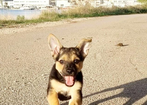 Fotografija 71 - Provjerite tko su naj ljubimci 2024. godine!