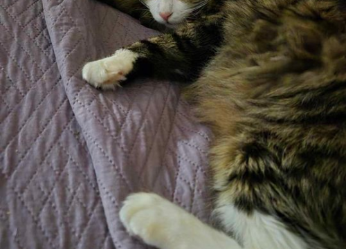 Fotografija 72 - Provjerite tko su naj ljubimci 2024. godine!