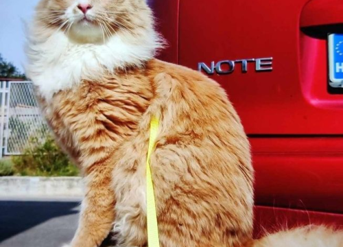 Fotografija 74 - Provjerite tko su naj ljubimci 2024. godine!