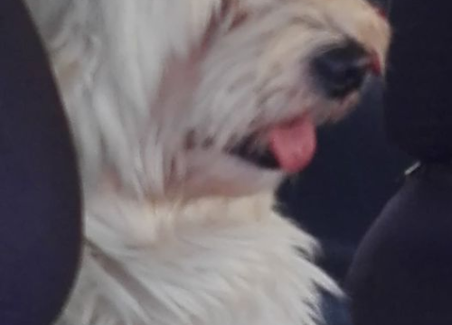 Fotografija 75 - Provjerite tko su naj ljubimci 2024. godine!