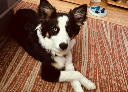 Fotografija 79 - Provjerite tko su naj ljubimci 2024. godine!