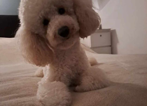 Fotografija 80 - Provjerite tko su naj ljubimci 2024. godine!