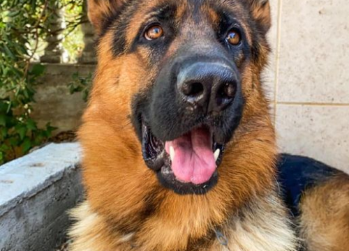 Fotografija 81 - Provjerite tko su naj ljubimci 2024. godine!