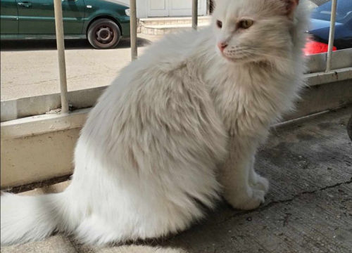 Fotografija 82 - Provjerite tko su naj ljubimci 2024. godine!