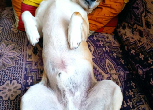 Fotografija 83 - Provjerite tko su naj ljubimci 2024. godine!