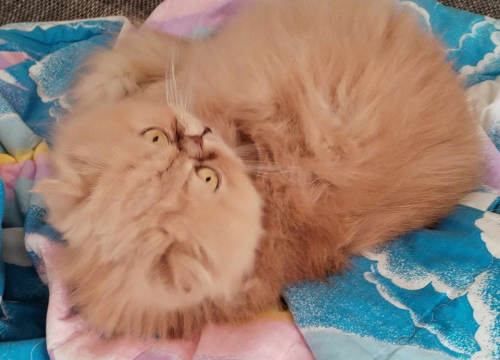 Fotografija 84 - Provjerite tko su naj ljubimci 2024. godine!