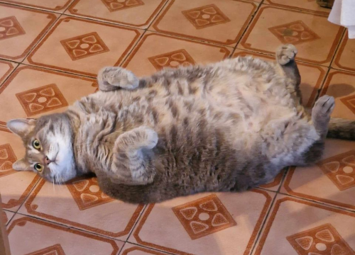 Fotografija 121 - Provjerite tko su naj ljubimci 2024. godine!