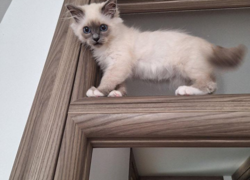 Fotografija 86 - Provjerite tko su naj ljubimci 2024. godine!