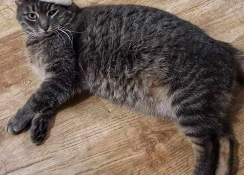 Fotografija 87 - Provjerite tko su naj ljubimci 2024. godine!