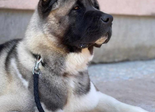 Fotografija 88 - Provjerite tko su naj ljubimci 2024. godine!