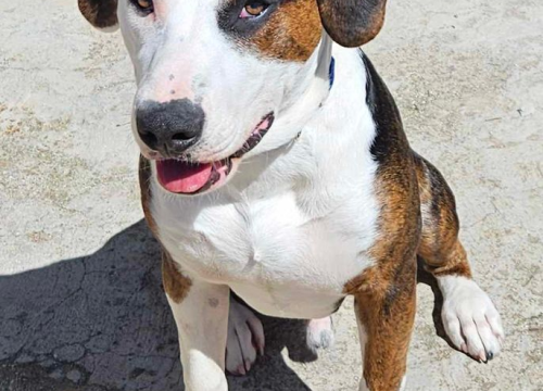 Fotografija 90 - Provjerite tko su naj ljubimci 2024. godine!