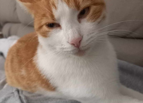 Fotografija 91 - Provjerite tko su naj ljubimci 2024. godine!