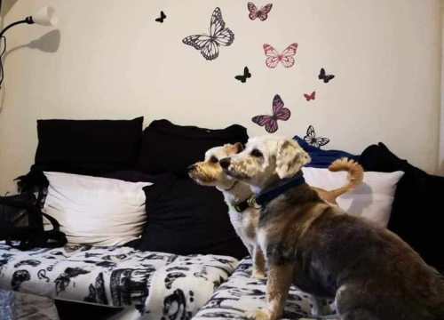 Fotografija 93 - Provjerite tko su naj ljubimci 2024. godine!