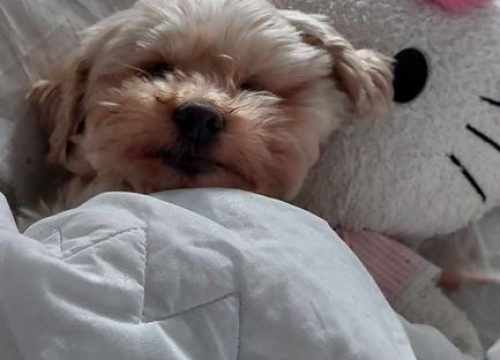 Fotografija 94 - Provjerite tko su naj ljubimci 2024. godine!