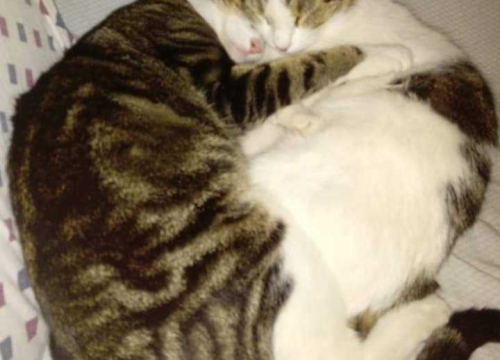 Fotografija 122 - Provjerite tko su naj ljubimci 2024. godine!