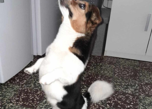 Fotografija 95 - Provjerite tko su naj ljubimci 2024. godine!