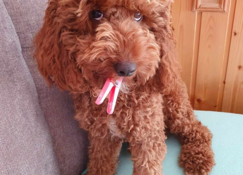 Fotografija 96 - Provjerite tko su naj ljubimci 2024. godine!