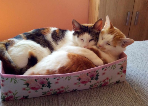 Fotografija 97 - Provjerite tko su naj ljubimci 2024. godine!