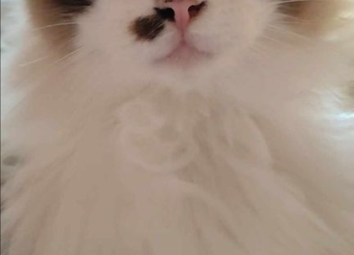 Fotografija 98 - Provjerite tko su naj ljubimci 2024. godine!