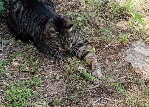 Fotografija 99 - Provjerite tko su naj ljubimci 2024. godine!