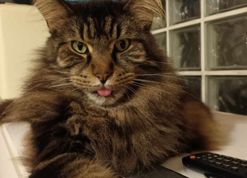 Fotografija 100 - Provjerite tko su naj ljubimci 2024. godine!