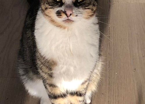 Fotografija 217 - Provjerite tko su naj ljubimci 2024. godine!