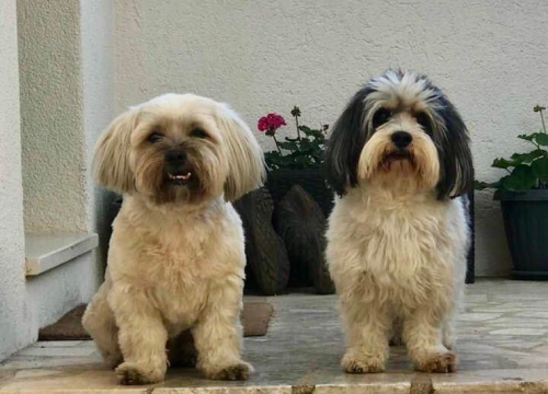 Fotografija 219 - Provjerite tko su naj ljubimci 2024. godine!