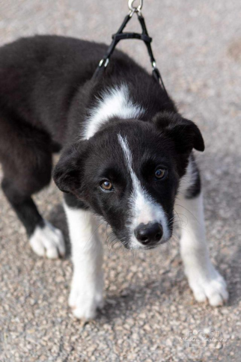 Provjerite tko su naj ljubimci 2024. godine!