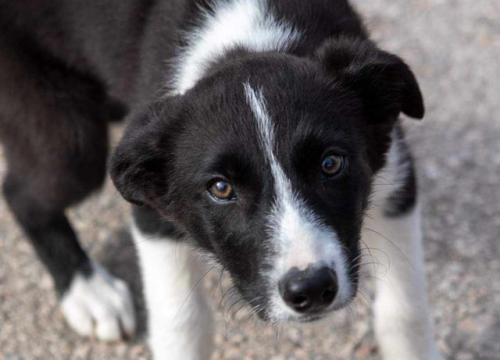 Fotografija 123 - Provjerite tko su naj ljubimci 2024. godine!