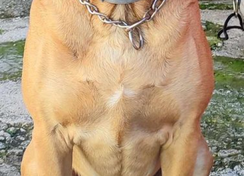 Fotografija 220 - Provjerite tko su naj ljubimci 2024. godine!