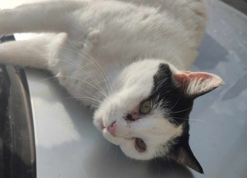 Fotografija 221 - Provjerite tko su naj ljubimci 2024. godine!