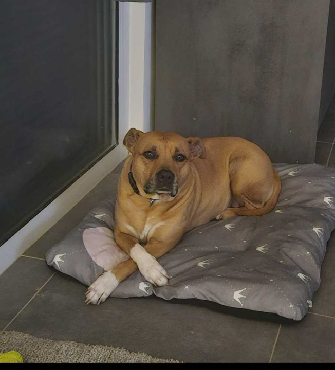 Provjerite tko su naj ljubimci 2024. godine!