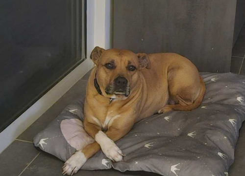 Fotografija 223 - Provjerite tko su naj ljubimci 2024. godine!