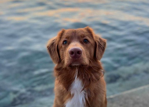 Fotografija 225 - Provjerite tko su naj ljubimci 2024. godine!